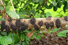 corky bark disease of rambutan